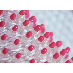 Super Phat 100 Test Kit